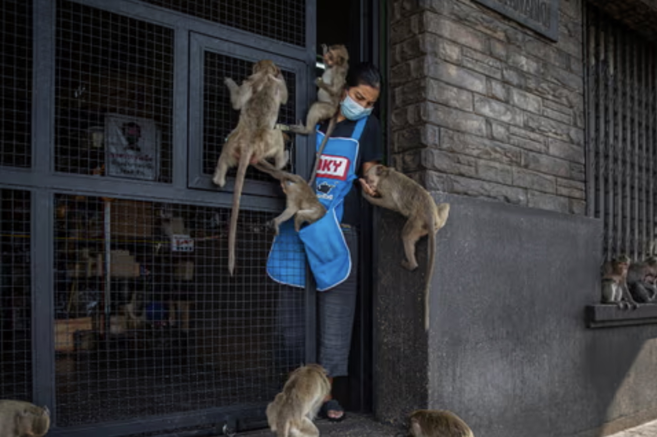 30 Pics Showing The Unstoppable Monkeyfication of Our Cities 